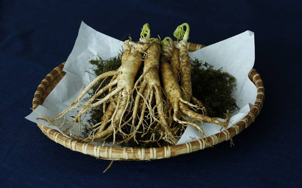 Extracto de ginseng, ¿Para qué sirve? Conoce sus amplios beneficios