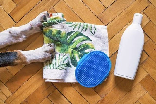 Perfume para perro: el buen aroma que merece tu mejor amigo