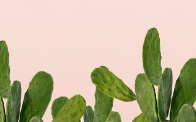 Belleza cactácea: propiedades del nopal para una piel resplandeciente	