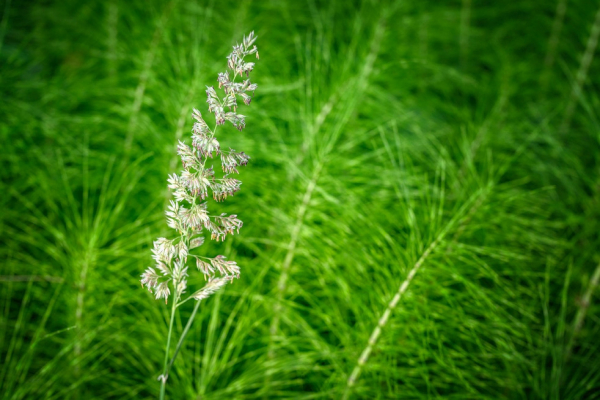 ¿Qué es y para qué sirve el extracto de cola de caballo?