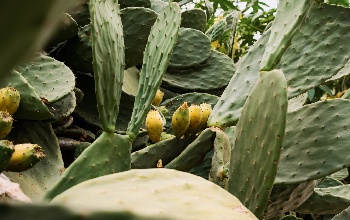 ¿Cómo se usa el nopal en crema para la piel?