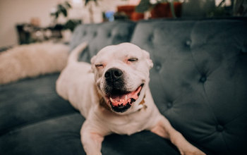 Perro feliz y relajado